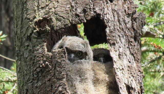 BRIGHT, GAS FIREPLACE, 3 SMART TVs, room for 4